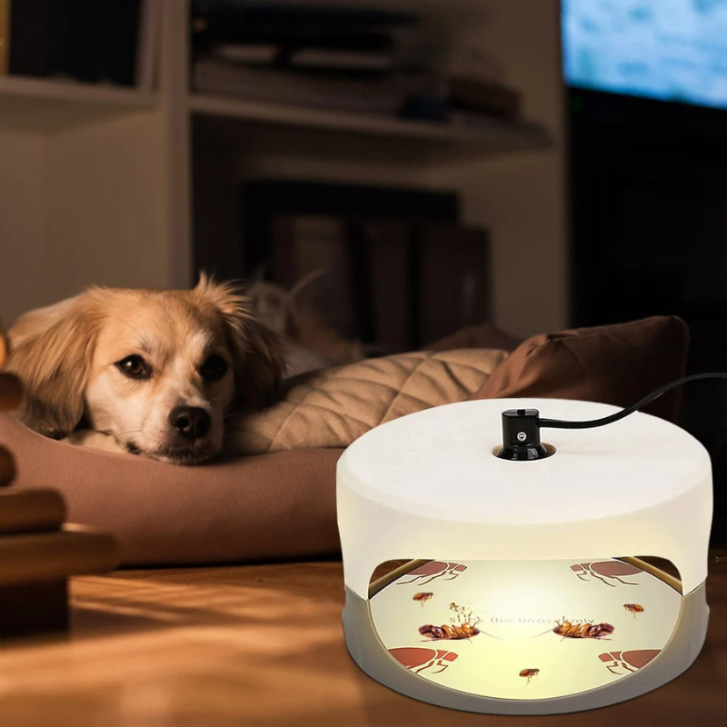 Bed Bug Trap | Indoor Interceptor & Detection Monitor