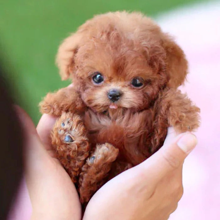 Robot Puppy Interactive Toy | Realistic Sounds & Movements for Kids